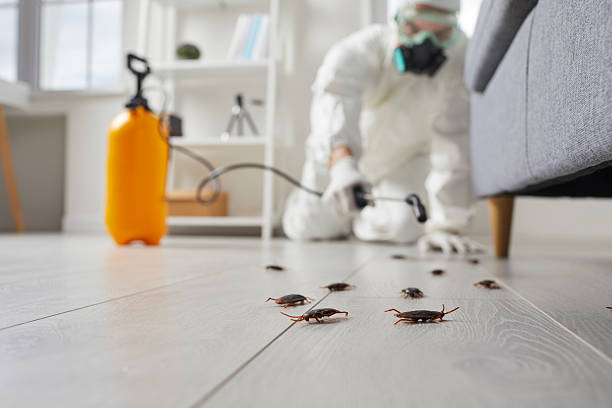 Post-Treatment Bed Bug Interceptor Monitoring in Fanning Springs